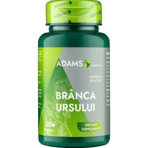 Branca ursului