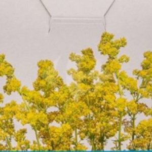 Ceai herba de sanziene