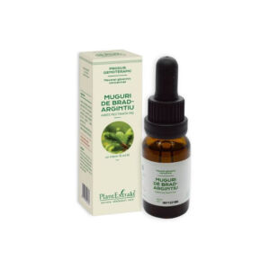 Concentrat Muguri brad